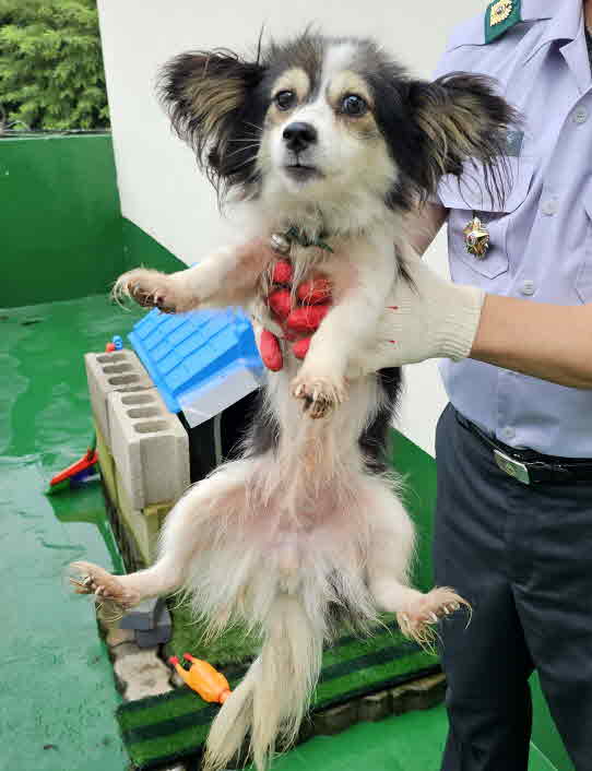 믹스견 이미지 파일 입니다.